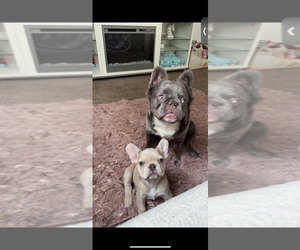 Father of the French Bulldog puppies born on 02/10/2025