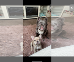 Small Photo #1 French Bulldog Puppy For Sale in PAWTUCKET, RI, USA