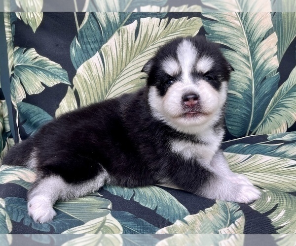 Medium Photo #14 Pomsky-Siberian Husky Mix Puppy For Sale in WINDERMERE, FL, USA