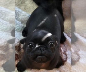 Pug Puppy for Sale in RICHMOND, Texas USA