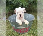 Small Photo #2 French Bulldog Puppy For Sale in MIDDLEBURY, IN, USA