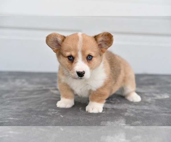 Medium Photo #1 Pembroke Welsh Corgi Puppy For Sale in HOLMESVILLE, OH, USA