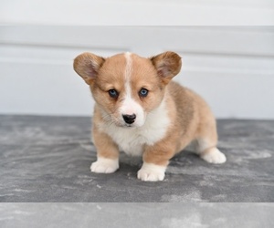 Pembroke Welsh Corgi Puppy for sale in HOLMESVILLE, OH, USA