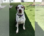 Small Photo #17 Mutt Puppy For Sale in Pompano Beach , FL, USA