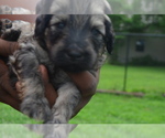 Small Photo #1 Goldendoodle Puppy For Sale in COVINGTON, GA, USA