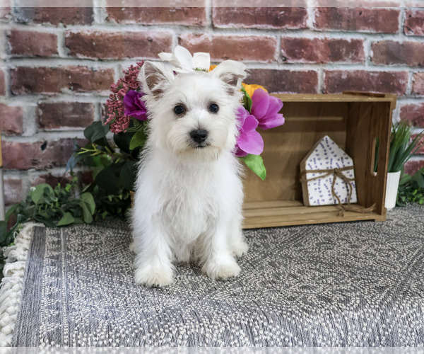 Medium Photo #5 West Highland White Terrier Puppy For Sale in SYRACUSE, IN, USA