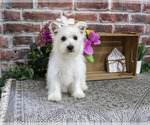 Small #4 West Highland White Terrier