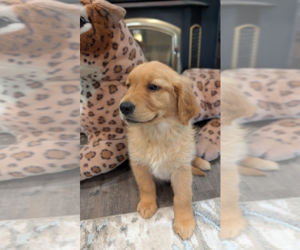 Medium Photo #14 Golden Retriever Puppy For Sale in SACRAMENTO, CA, USA
