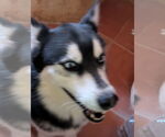 Small #3 Siberian Husky Mix