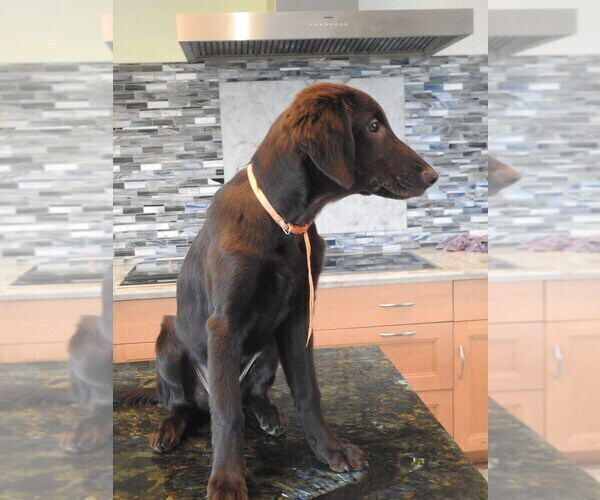 Medium Photo #26 Flat Coated Retriever Puppy For Sale in LAHAINA, HI, USA