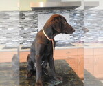 Small #25 Flat Coated Retriever