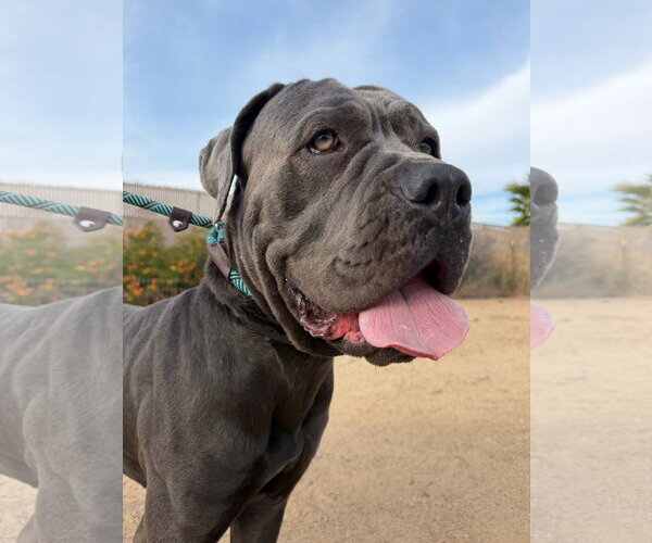 Medium Photo #4 Mutt Puppy For Sale in Goodyear, AZ, USA