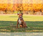 Small #5 American Pit Bull Terrier Mix