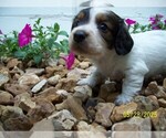 Small #4 Dachshund