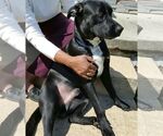 Small #15 Labrador Retriever Mix