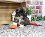 Small #2 Shih Tzu