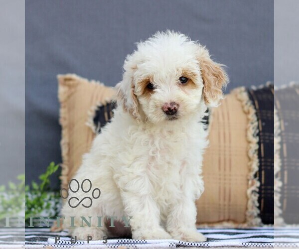 Medium Photo #4 Goldendoodle (Miniature) Puppy For Sale in LITITZ, PA, USA