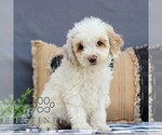 Small #3 Goldendoodle (Miniature)