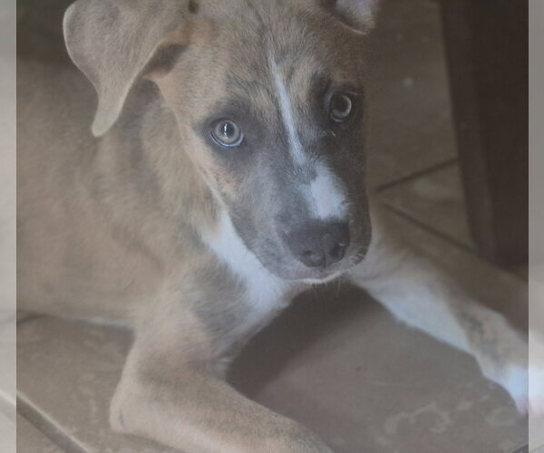 Medium Photo #2 Mutt Puppy For Sale in The Woodlands, TX, USA