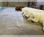 Small Photo #6 Samoyed Puppy For Sale in DALY CITY, CA, USA