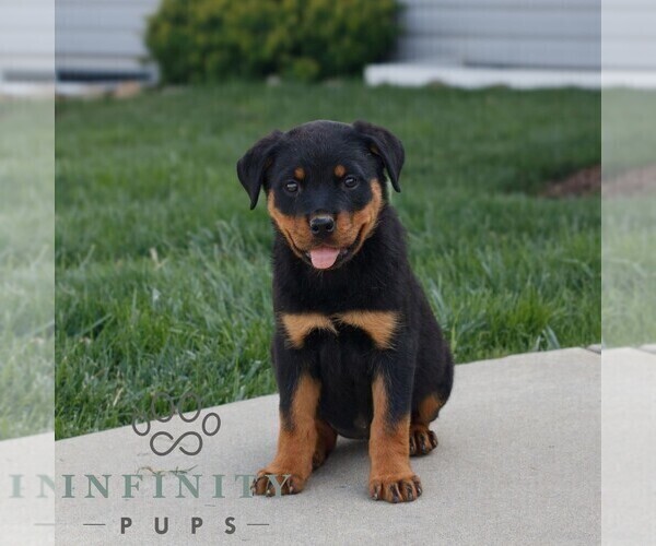 Medium Photo #1 Rottweiler Puppy For Sale in CHRISTIANA, PA, USA