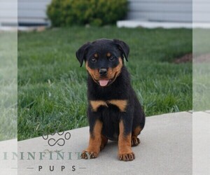 Rottweiler Puppy for sale in CHRISTIANA, PA, USA