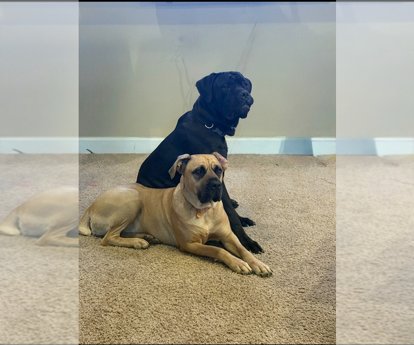 Medium Photo #1 Cane Corso Puppy For Sale in WALNUT GROVE, GA, USA