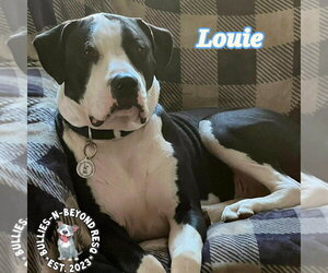 Louie - Male American Pit Bull Terrier-American Staffordshire Terrier Mix Dog for Adoption - Photo #4