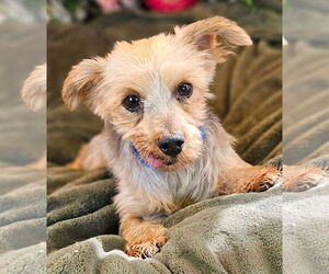 Mutt Dogs for adoption in Bon Carbo, CO, USA