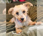 Small Mutt