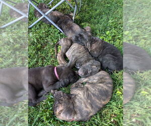Cane Corso Litter for sale in HARRISBURG, IL, USA