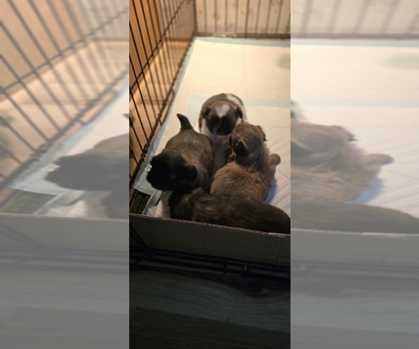 Medium Photo #1 Pekingese Puppy For Sale in RICHLANDS, NC, USA