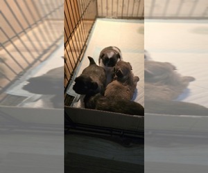 Pekingese Puppy for sale in RICHLANDS, NC, USA