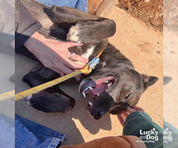 Medium Photo #3 Mutt Puppy For Sale in Washington, DC, USA