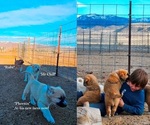 Small Photo #3 Anatolian Shepherd-Great Pyrenees Mix Puppy For Sale in RENO, NV, USA