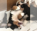 Small Photo #12 Bernese Mountain Dog Puppy For Sale in FLEMING ISLAND, FL, USA