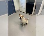 Small Mutt