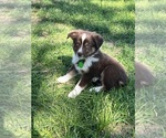 Puppy Puppy 4 Miniature Australian Shepherd