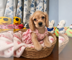 Cocker Spaniel Puppy for sale in DURHAM, CT, USA