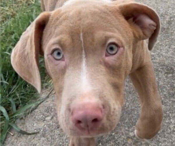 Medium Photo #1 Mutt Puppy For Sale in Canton, CT, USA