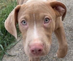 Mutt Dogs for adoption in Canton, CT, USA