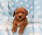 Small Photo #6 Poodle (Miniature) Puppy For Sale in LANCASTER, PA, USA