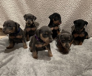 Miniature Pinscher Puppy for sale in HAWAIIAN GARDENS, CA, USA