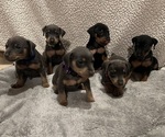Small Miniature Pinscher