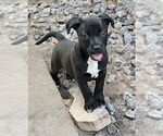 Small American Staffordshire Terrier Mix