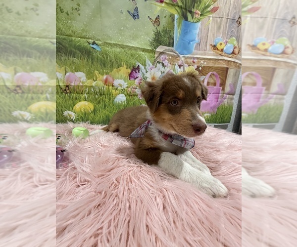 Medium Photo #63 Australian Shepherd Puppy For Sale in NEW BRAUNFELS, TX, USA