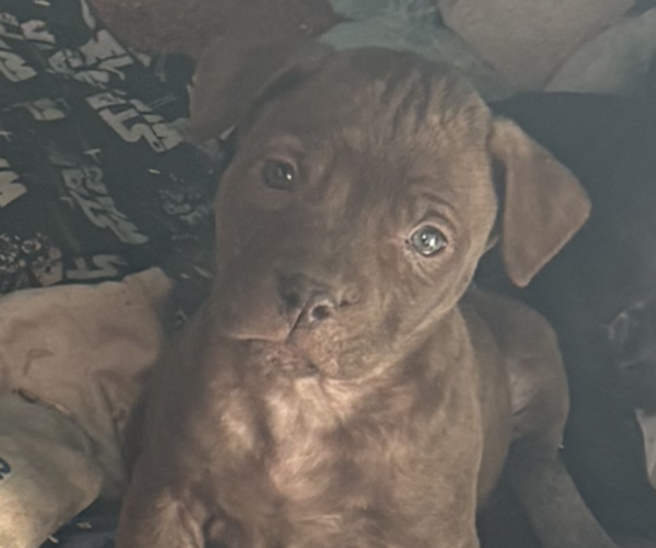 Medium Photo #19 American Pit Bull Terrier-Chinese Shar-Pei Mix Puppy For Sale in KANSAS CITY, MO, USA