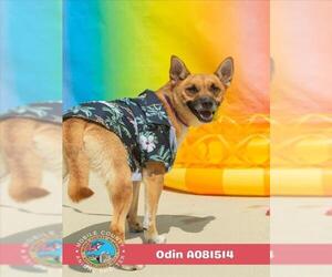 German Shepherd Dog-Unknown Mix Dogs for adoption in Mobile, AL, USA