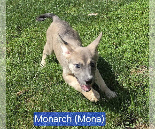 Medium Photo #3 Collie-Unknown Mix Puppy For Sale in Marine City, MI, USA