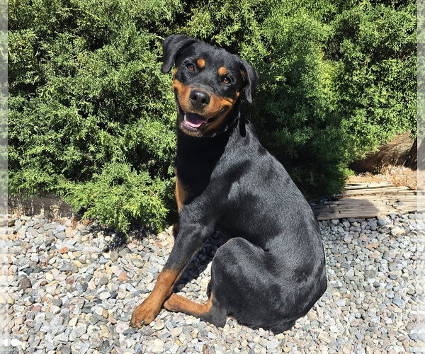 Medium Photo #2 Rottweiler Puppy For Sale in Albuquerque, NM, USA